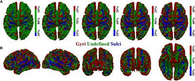 Temporal Variability of Cortical Gyral-Sulcal Resting State Functional Activity Correlates With <mark class="highlighted">Fluid Intelligence</mark>